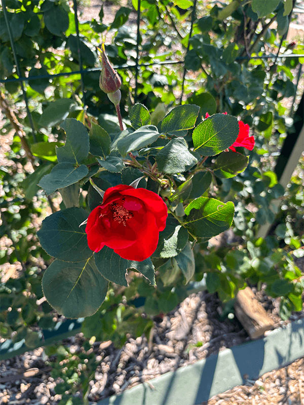 Red flowers in shade