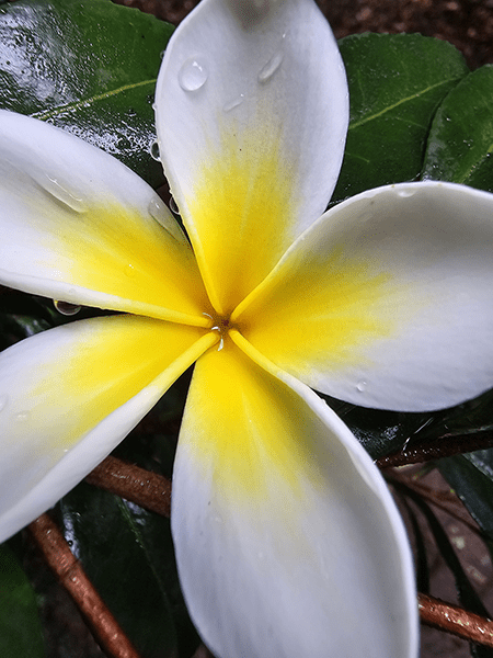 Closeup of flower taken on S24 Ultra