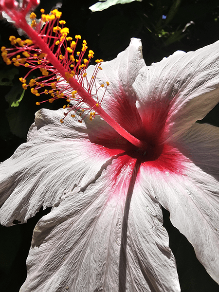 Closeup of hibiscius flower