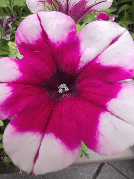 Macro photo of pink flower