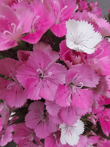 Closeup of pink flowers