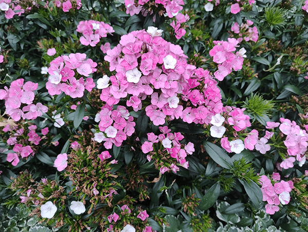 Photo of pink flowers taken on Moto G84 5G