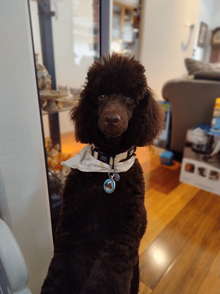 Portrait photo of brown dog