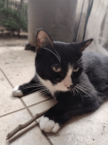 Portrait photo of black and white cat