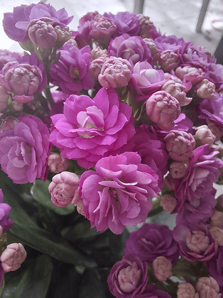 Closeup of pink flowers taken on Galaxy A55 5G phone