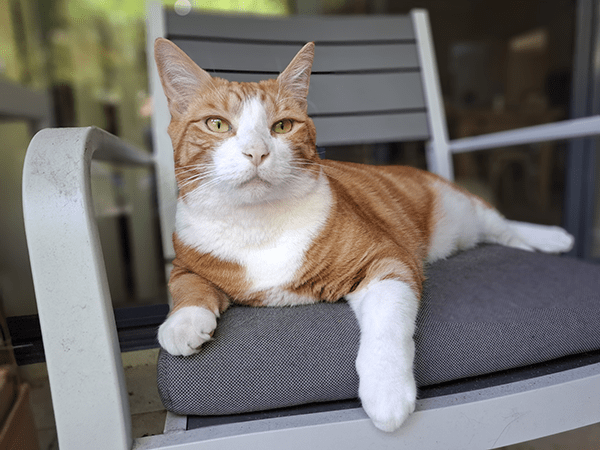 Portrait photo of cat taken on Galaxy A55 5G phone