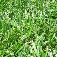 Fescue Lawn Grass Seed